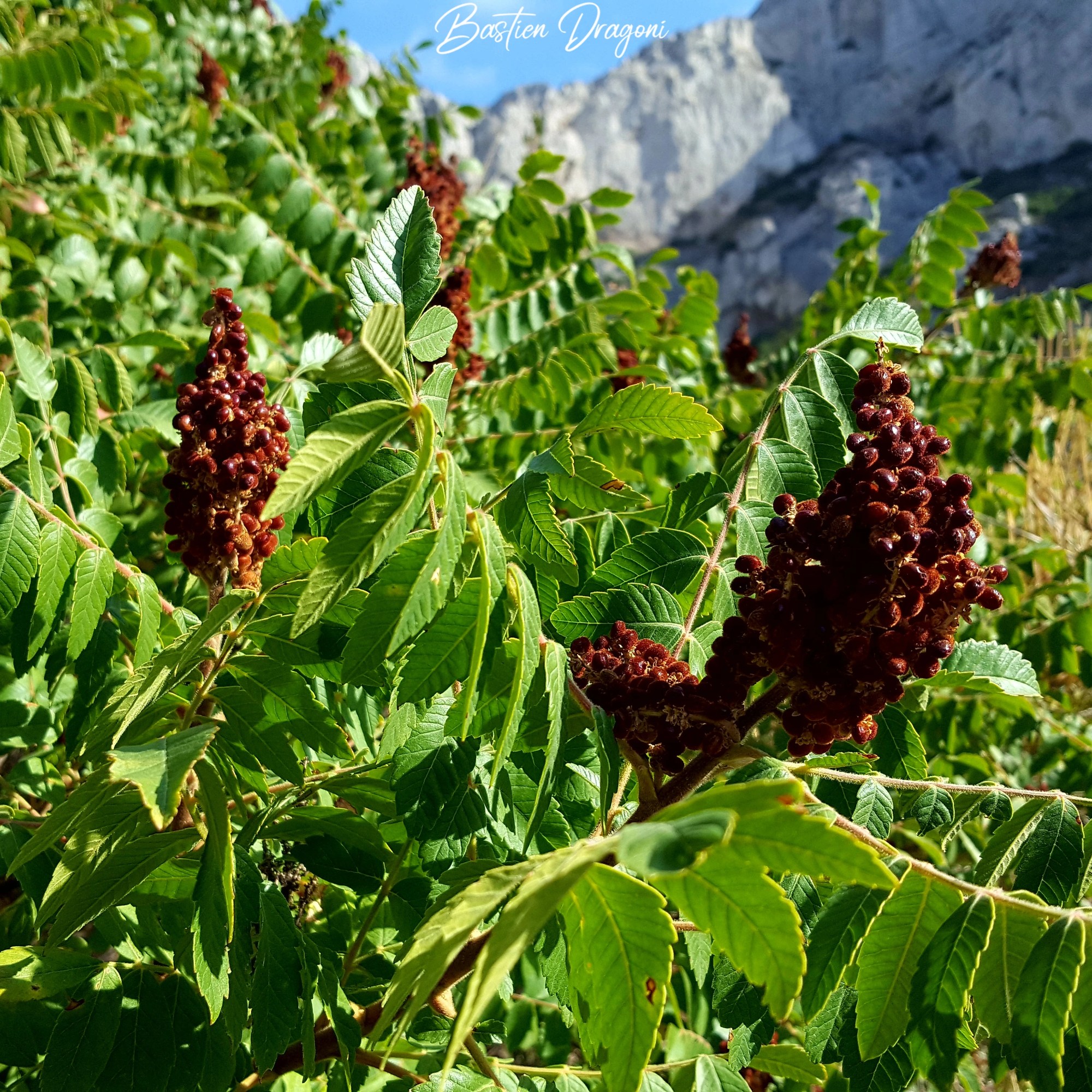Sumac