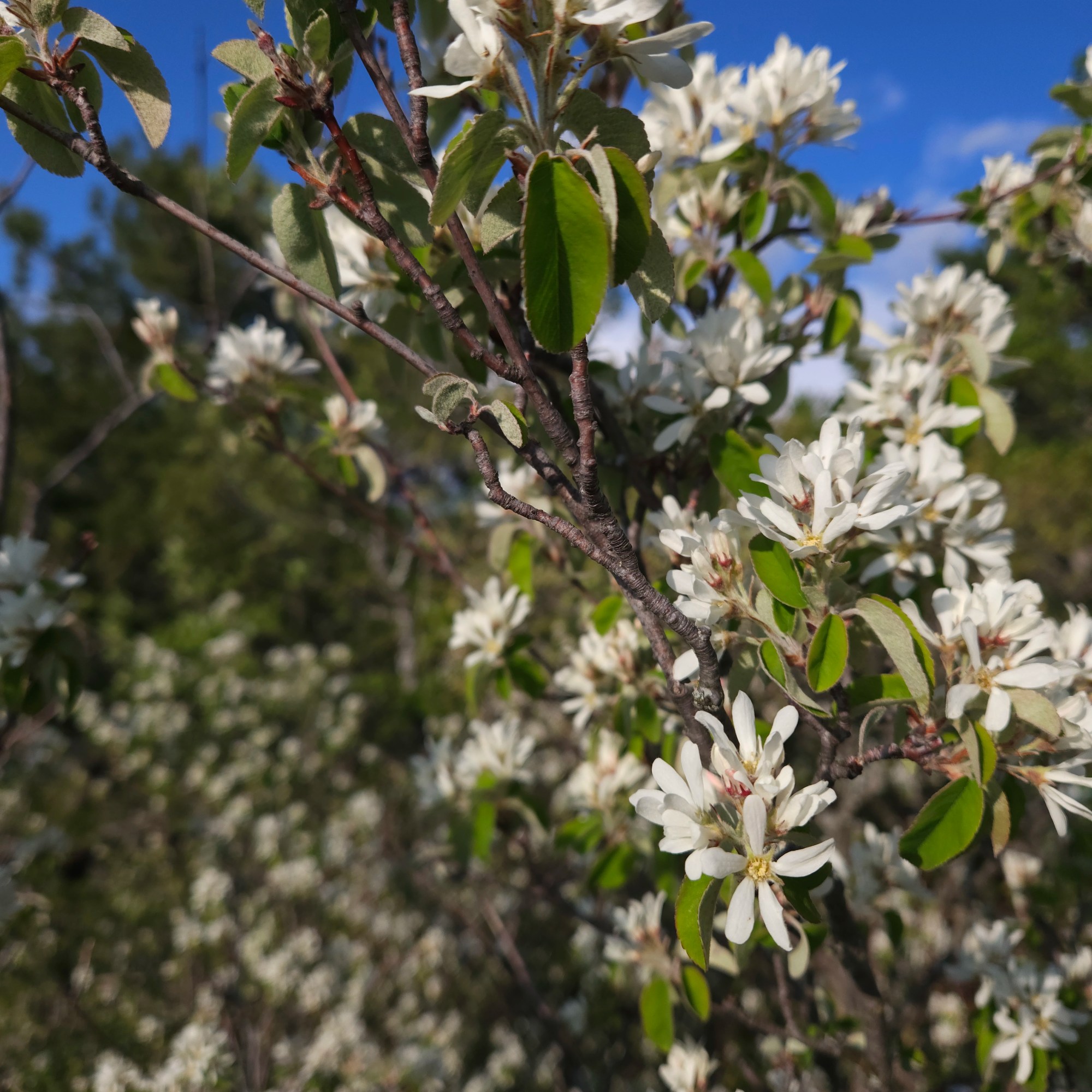 Amelanchier